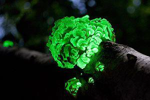 Glowing Fungus