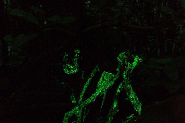 Glowing Fungus