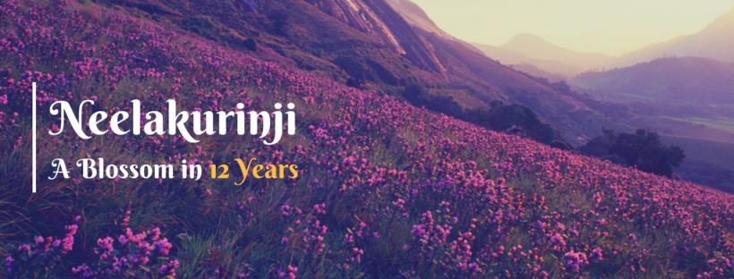 Neelkurinji