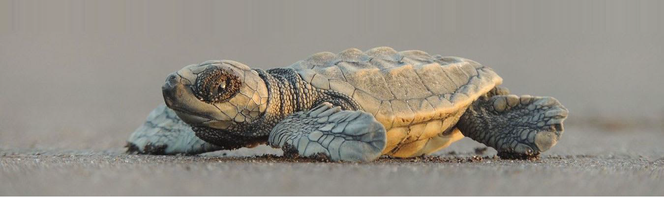 Turtle Festival, Kokan