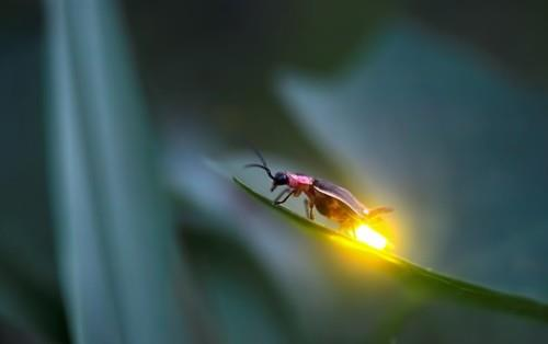fireflies
