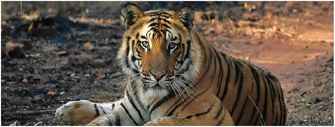 Pench National Park, Madhya Pradesh